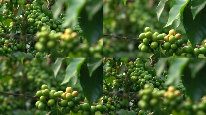 将咖啡樱桃集中种植