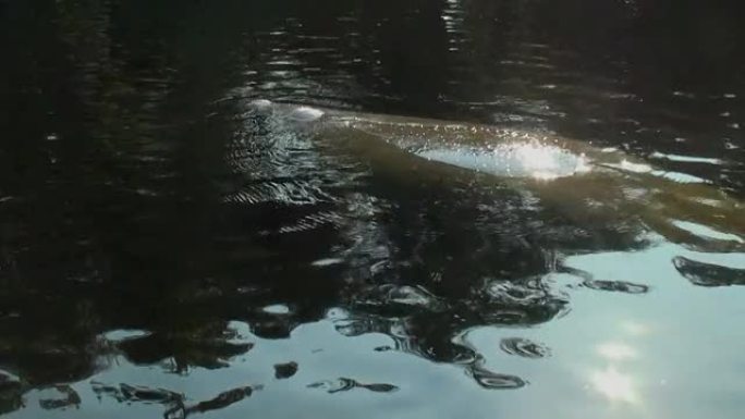 海牛展示她的长度转身跳水，用阳光展示尾巴