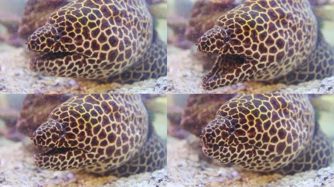 巨型海鳗海鳗特写拍摄