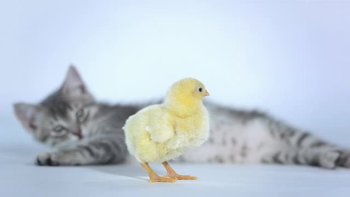 高清: 小猫和小鸡躺在一起