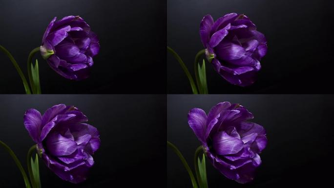 天然紫色花