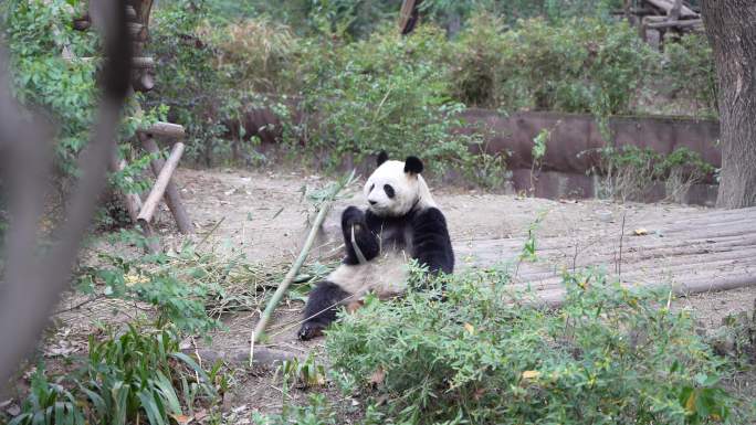 4K大熊猫坐着吃竹子