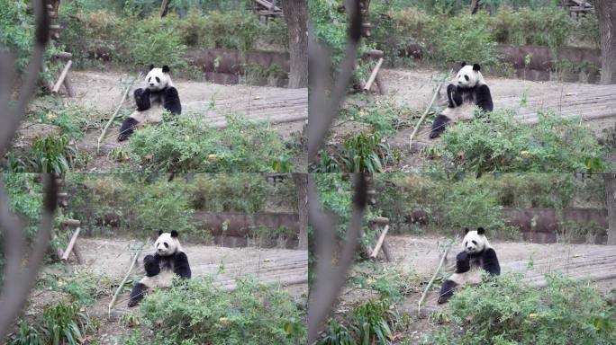 4K大熊猫坐着吃竹子