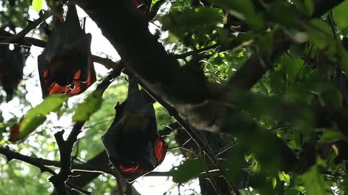 树上的果蝙蝠蝙蝠睡觉