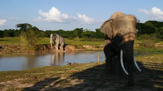 泰国素林的亚洲象泰国素林的亚洲象大象