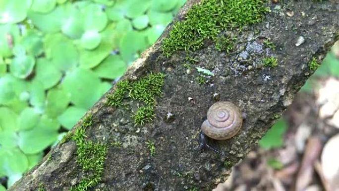 蜗牛软体生活习性科普教学