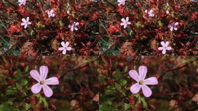 Herb Robert天竺葵robertianum高清视频