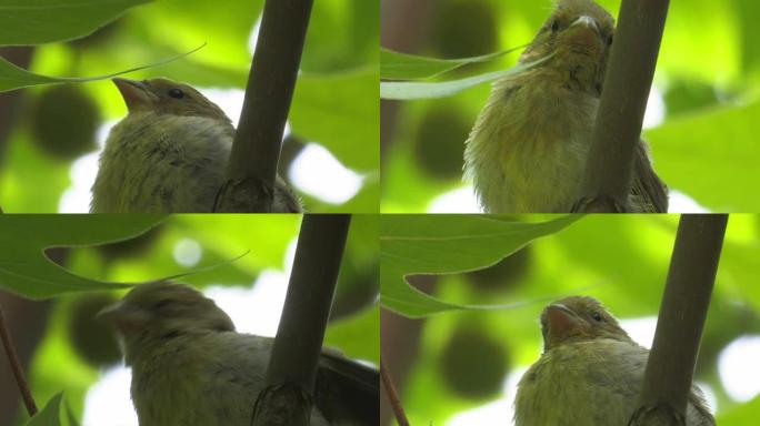 睡觉的小绿雀枝头鸟儿树枝小鸟鸟叫鸟鸣