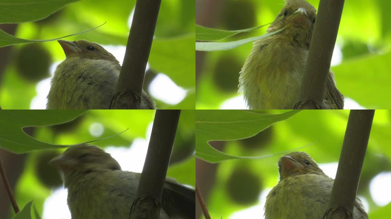睡觉的小绿雀枝头鸟儿树枝小鸟鸟叫鸟鸣