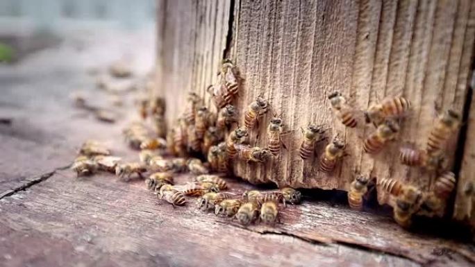 蜂巢中的蜜蜂养蜂蜜蜂养殖养蜂人