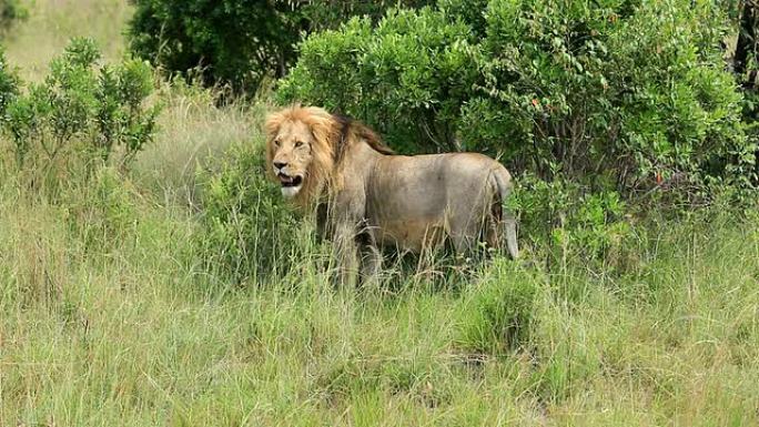 狮子王动物园野生动物非洲草原生物多样性