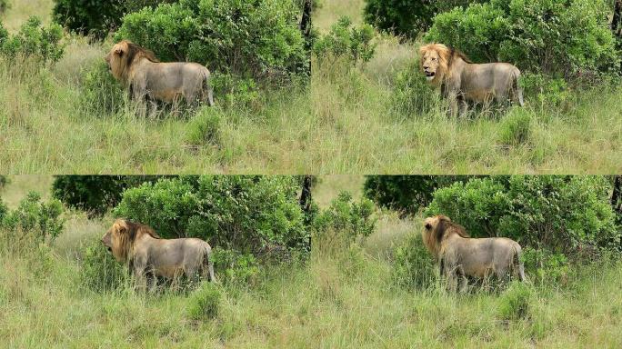 狮子王动物园野生动物非洲草原生物多样性
