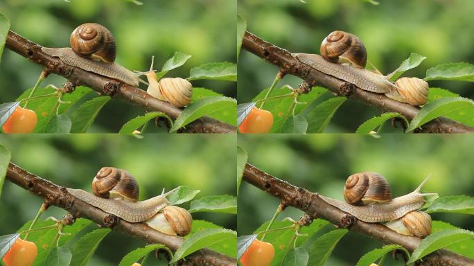 树枝上的蜗牛蜗牛打架