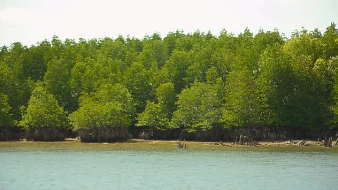 平移: 低潮中的红树林群岛