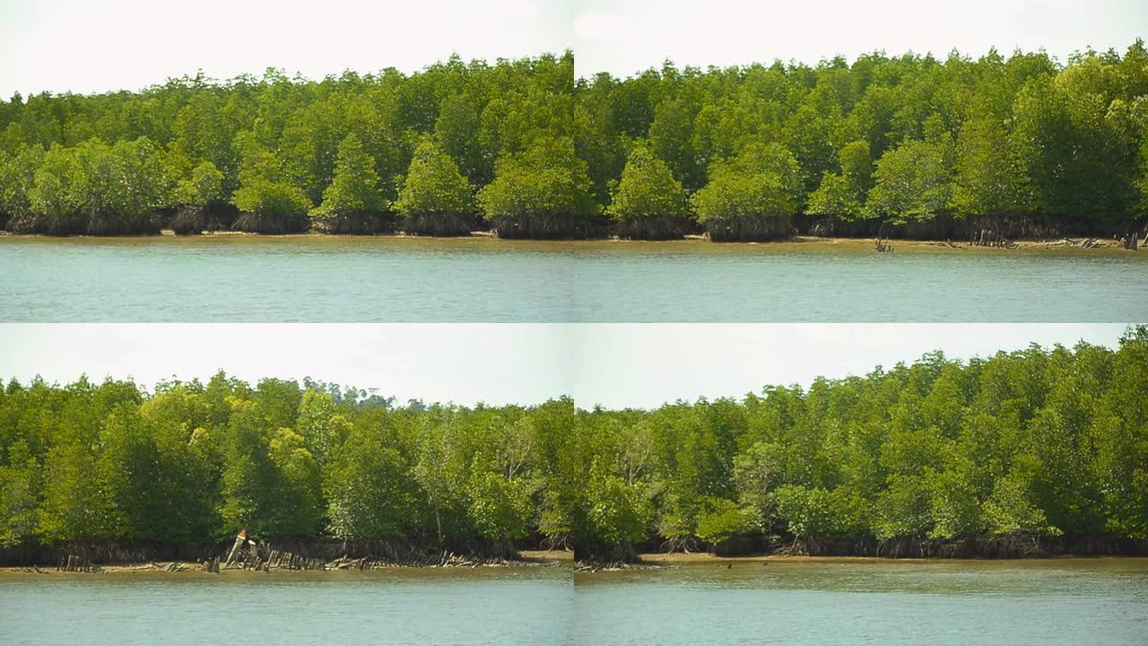 平移: 低潮中的红树林群岛