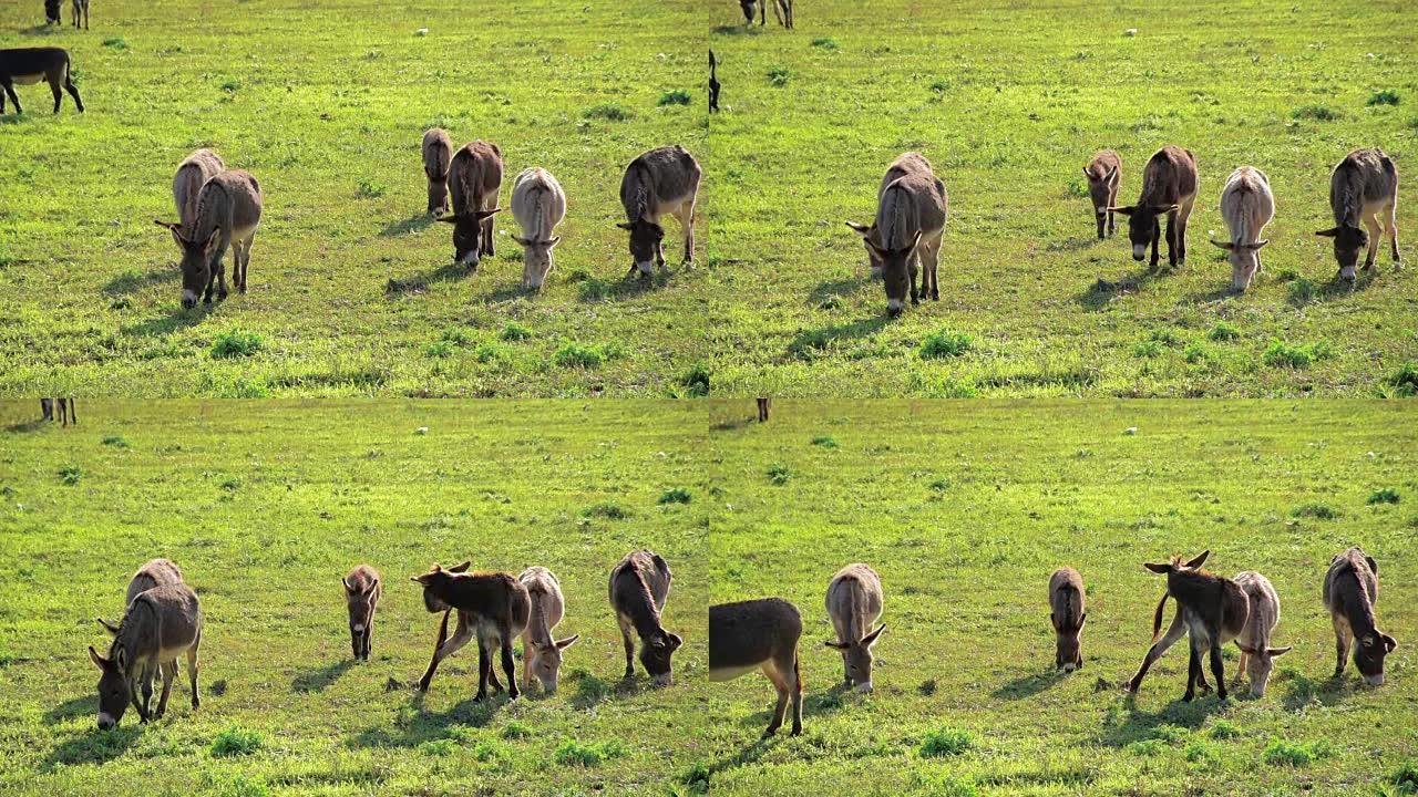 草地上的驴群草地上的驴群