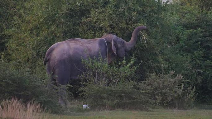 亚洲象 (elepha maximus)
