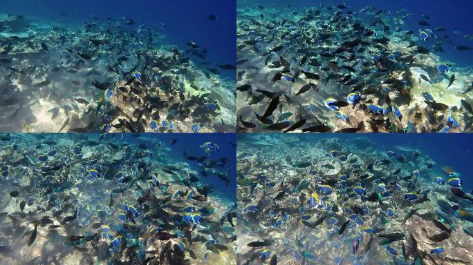 珊瑚礁上的大群鱼群-马尔代夫