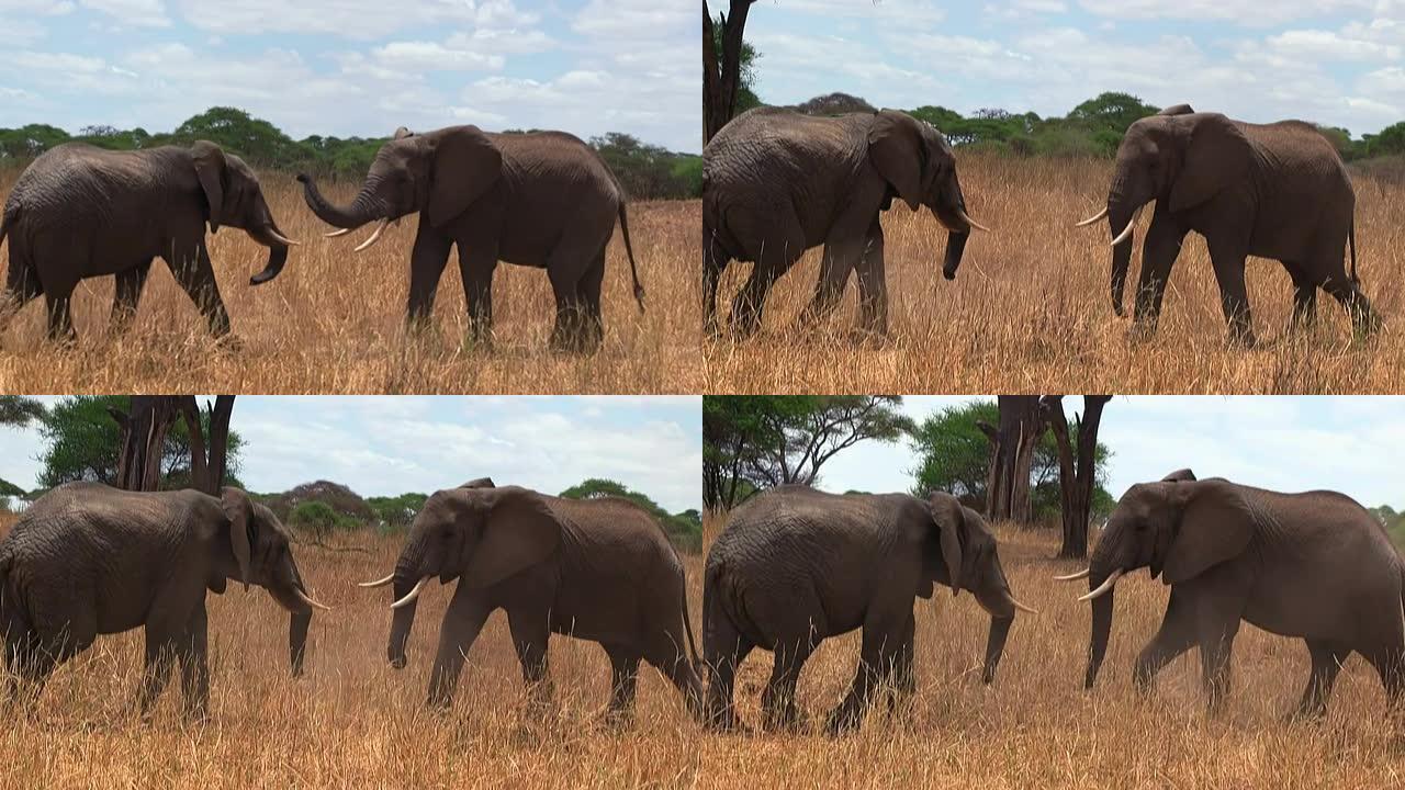 一对在Tarangire N.P.交配的非洲灌木大象。