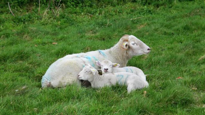 英国Avebury的绵羊