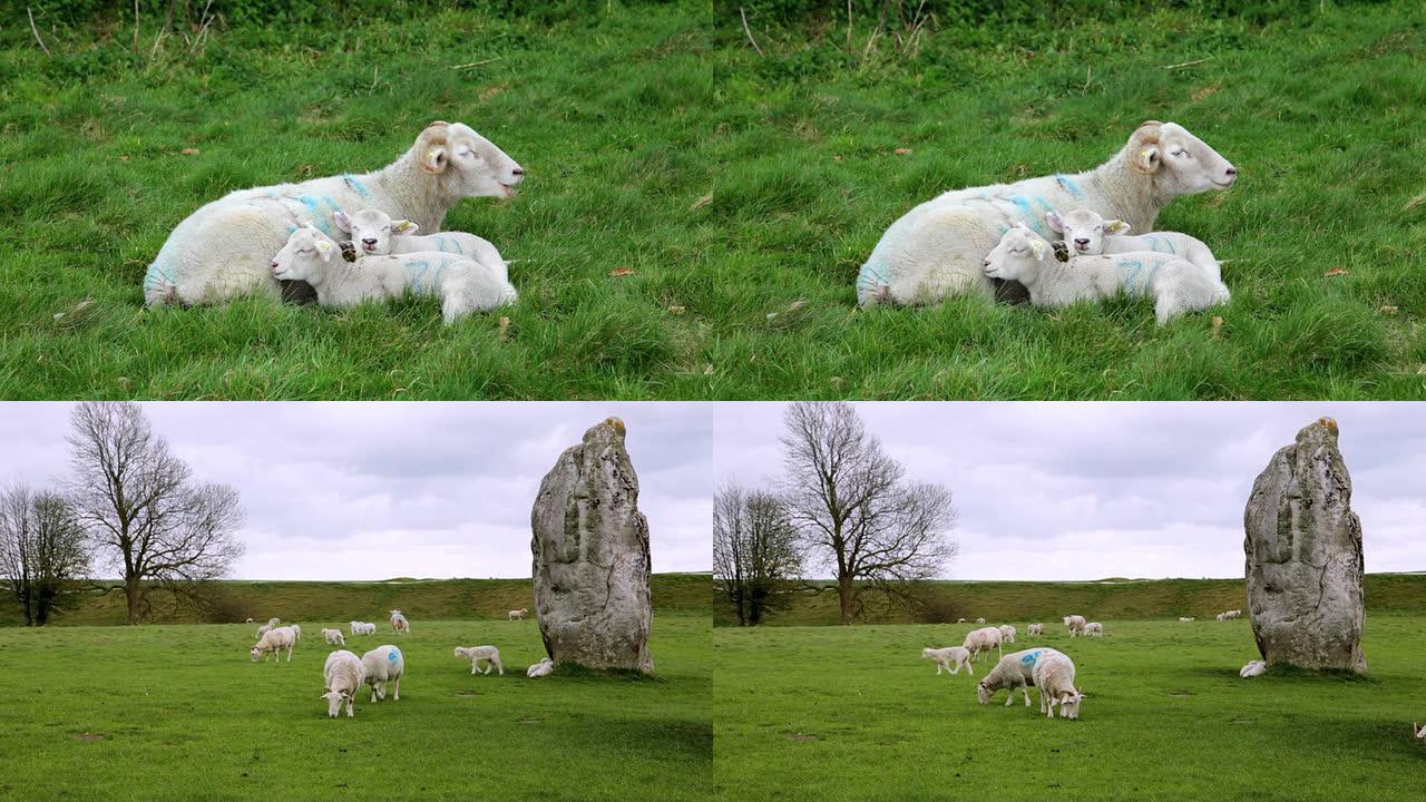 英国Avebury的绵羊