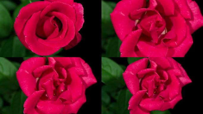 高清延时：盛开的红玫瑰