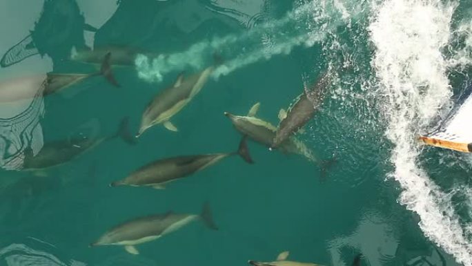 海豚和蝴蝶结海豚鱼群海洋大海野生动物