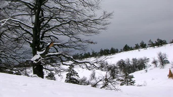冬季森林雪林雪景冰天雪地