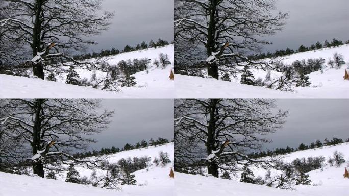 冬季森林雪林雪景冰天雪地