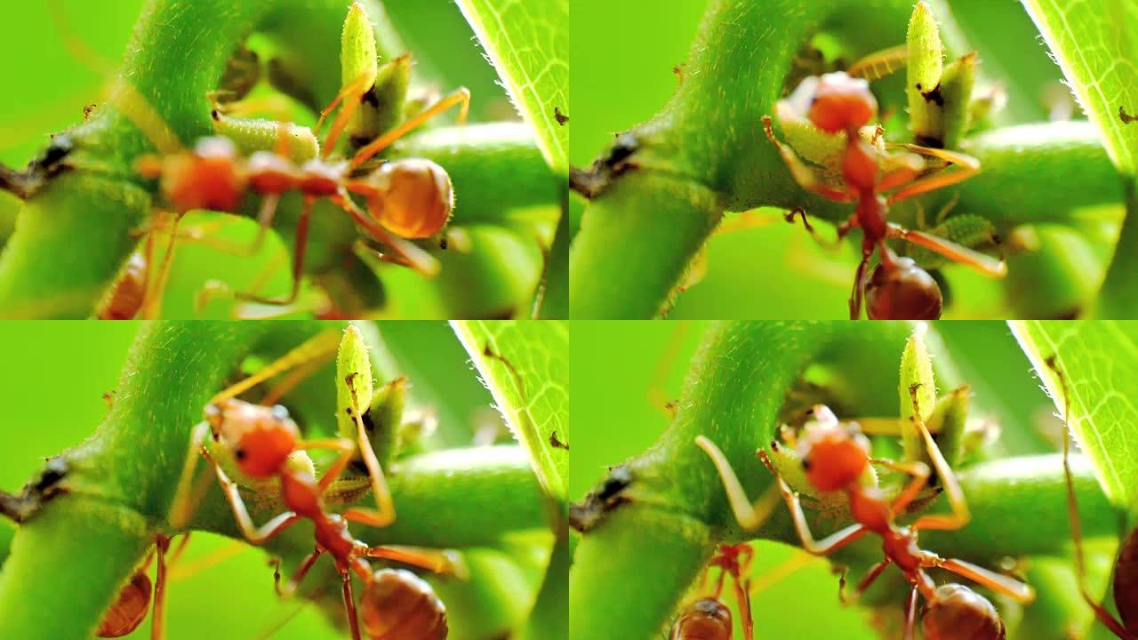 红蚂蚁牧养了一个蚜虫农场
