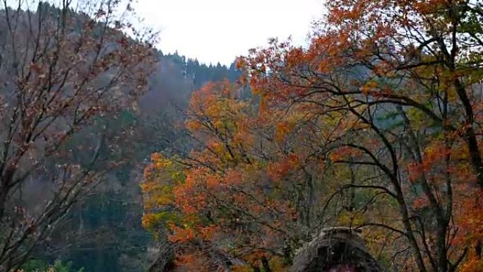 在日本白山高山，风景秀丽的秋天落叶被风吹落。