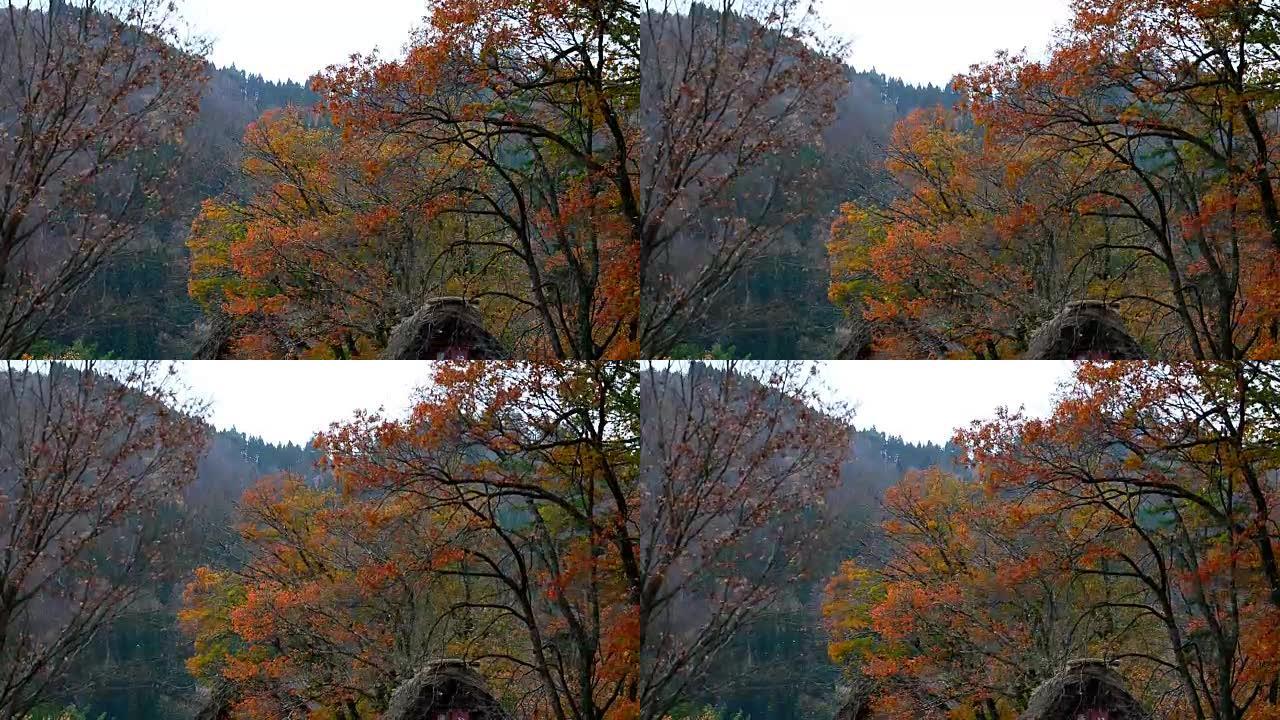 在日本白山高山，风景秀丽的秋天落叶被风吹落。