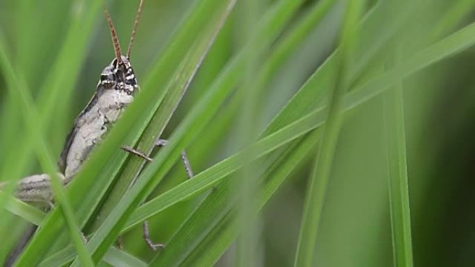 刺客虫或Sycanus collaris