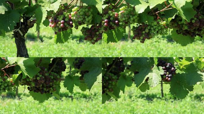 葡萄园里的葡萄；奥地利