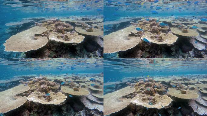 马尔代夫珊瑚园