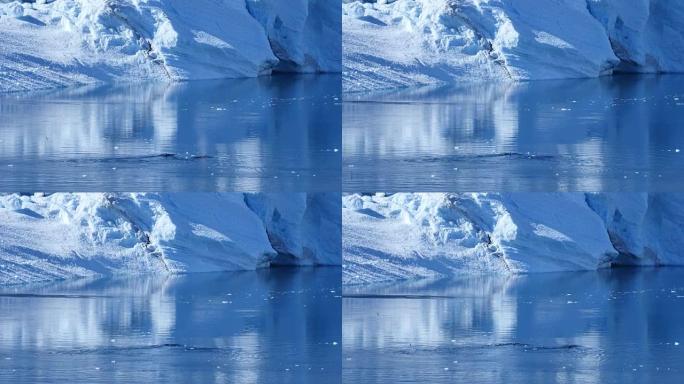格陵兰鲸鱼swimm syncron
