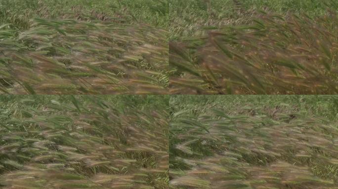 草在微风中摇曳生态环境自然景色芦苇摇曳