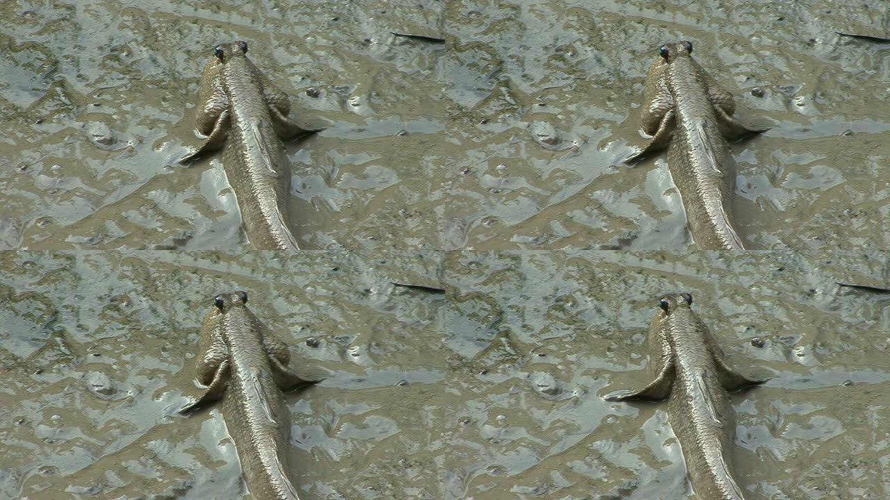 湿地泥鳅
