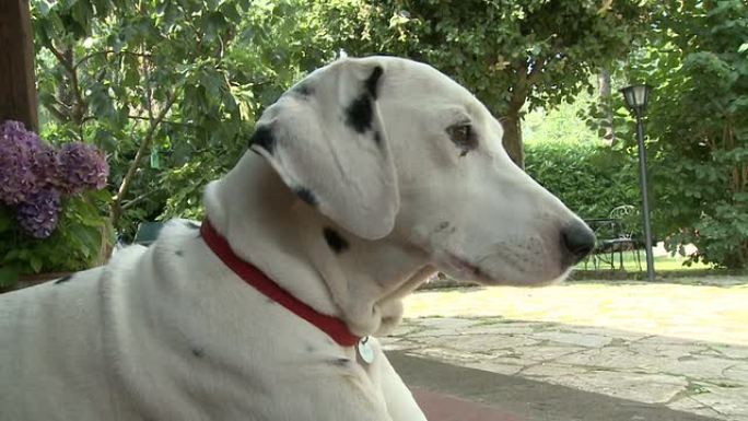 花园里的达尔马提亚犬特写