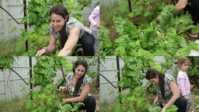 收获菠菜的女人