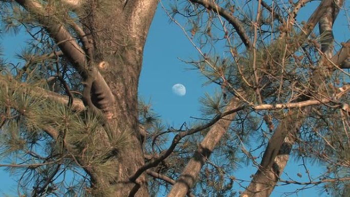 月亮砸树