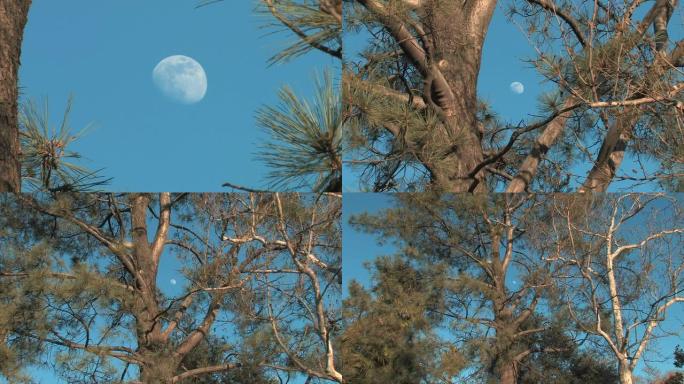月亮砸树