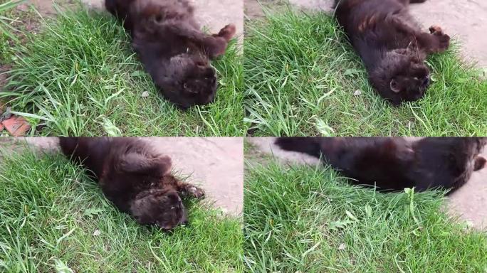 紧张的猫躺在草地上