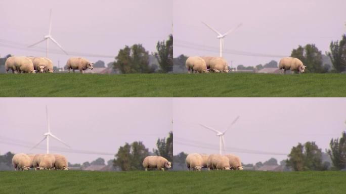 羊群在草地上吃草，背景是风车