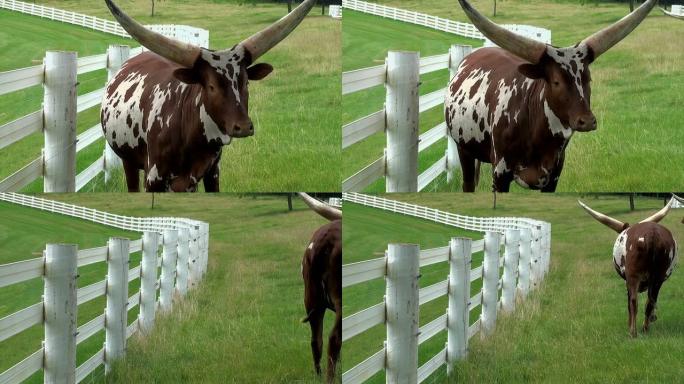 Longhorn Watusi长角牛