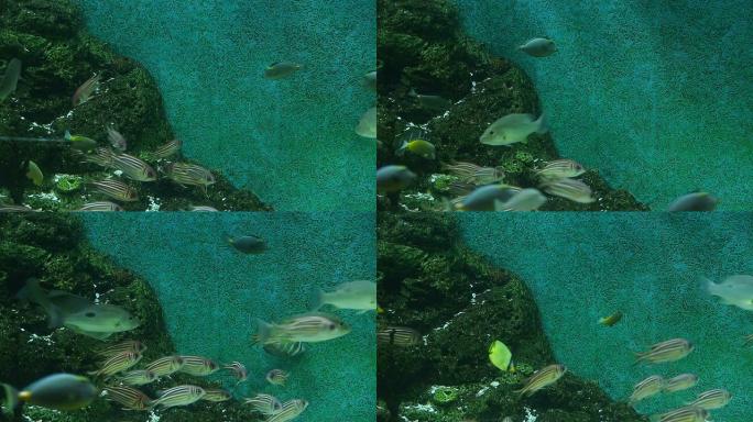 水族馆水箱热带鱼群海洋大海野生动物