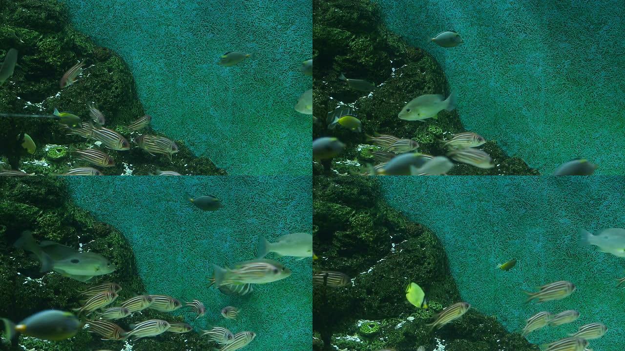 水族馆水箱热带鱼群海洋大海野生动物