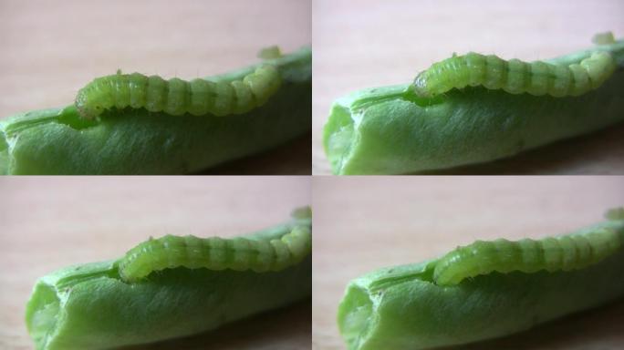 绿豆虫害虫蛀虫