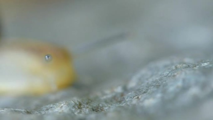 蜗牛在石头上爬行蜗牛在石头上爬行
