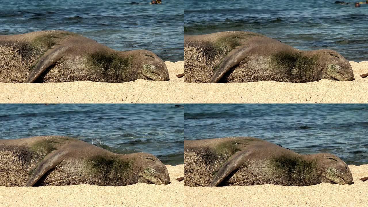 夏威夷僧海豹海豹海豹素材海豹视频